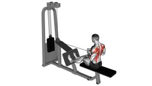 Read more about the article Cable Seated Row with V-Bar