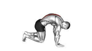 Read more about the article Cat Stretch