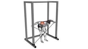 Read more about the article Band Bent-Over Rear Lateral Raise
