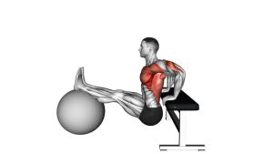 Read more about the article Bench Dip on Stability Ball