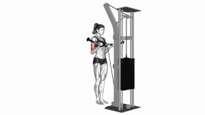 Read more about the article Cable Curl