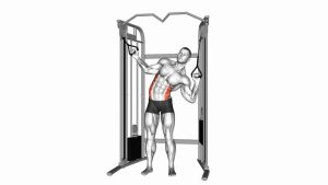 Read more about the article Cable Standing Serratus Obliques Crunch