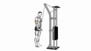 Read more about the article Cable Triceps Pushdown (V-Bar Attachment)