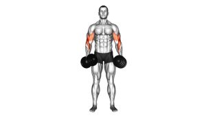 Read more about the article Dumbbell Cross-Body Hammer Curl