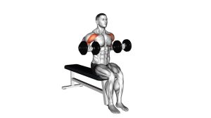 Read more about the article Dumbbell Seated Drag Curl