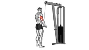 Read more about the article EZ-Bar Cable Triceps Pushdown