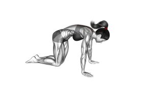 Read more about the article Cat Stretch