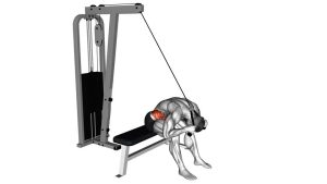 Read more about the article Cable Seated Crunch