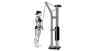 Read more about the article Cable Triceps Pushdown (V-Bar)
