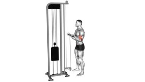 Read more about the article Cable Standing Reverse-Grip Curl (Straight Bar)